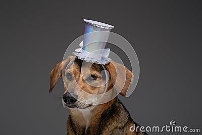 Funny pedigreed dog with top hat against gray background Stock Photo