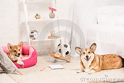 Funny pembroke welsh corgi dogs resting in soft pet house and on fluffy rug Stock Photo