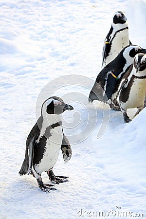 Funny penguin stands in the snow on a frosty day Stock Photo