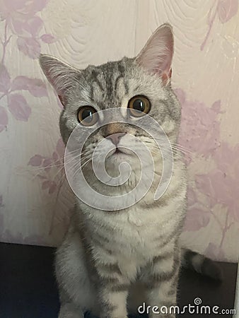 Funny pet with kind face Stock Photo