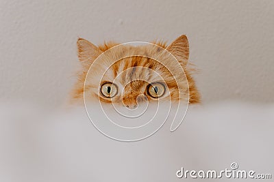 Funny photo of a cute golden persian cat looking directly at the camera. Animal love and animal friendly concept Stock Photo