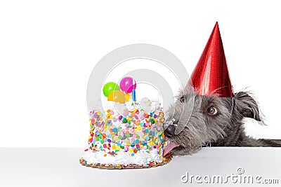 Funny Birthday Dog Eating Cake Stock Photo