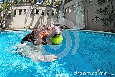 Funny photo of jack russell terrier in swimming pool Stock Photo