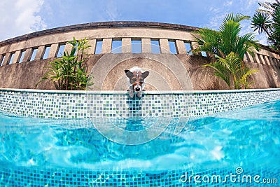 Funny photo of jack russell terrier in swimming pool Stock Photo