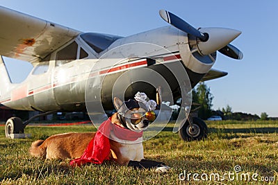Funny photo of the Shiba Inu dog Stock Photo