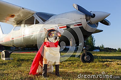 Funny photo of the Shiba Inu dog Stock Photo