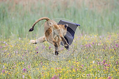Funny photo. Young lioness running away with sleeping mat stolen to photographer. Stock Photo