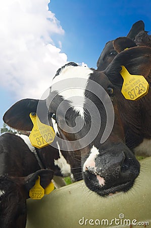 Funny picture of a baby cow Stock Photo