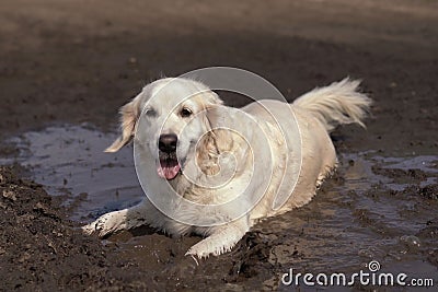 Funny picture - a beautiful thoroughbred dog with joy lying in a muddy puddle Stock Photo