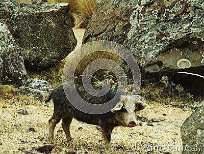 Funny pig Stock Photo
