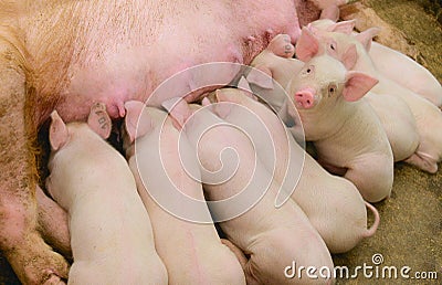 Funny pig Stock Photo