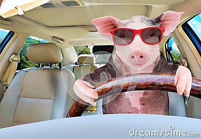 Funny pig driving a car Stock Photo