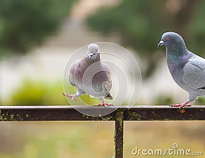 Funny Pigeon birds on balcony railing outdoors Stock Photo
