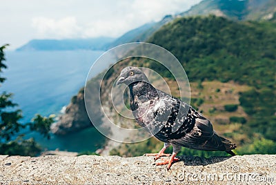 Funny pigeon close up in Italy Stock Photo