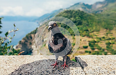 Funny pigeon close up in Italy Stock Photo