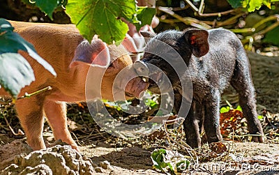 Funny piglets in the farm Stock Photo