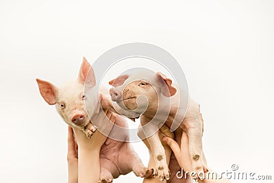 Funny piglets Stock Photo