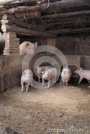 Funny pigs Stock Photo