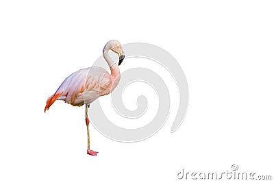 Funny pink flamingo bird standing on one leg isolated on white background Stock Photo