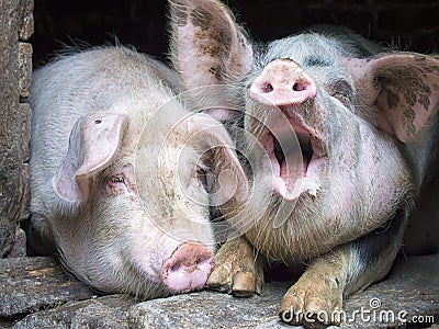 Funny pink pig in the stall Stock Photo