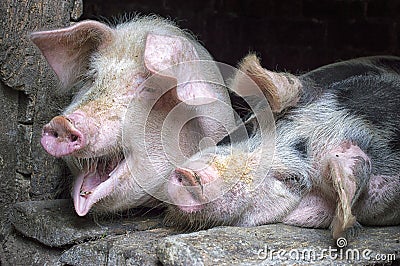 Funny pink pigs in the stall Stock Photo