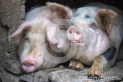 Funny pink pigs in the stall Stock Photo