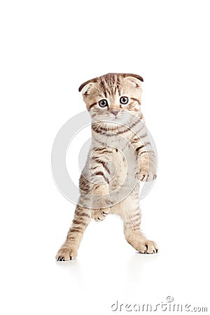 Funny playful cat kitten pet is dancing Stock Photo