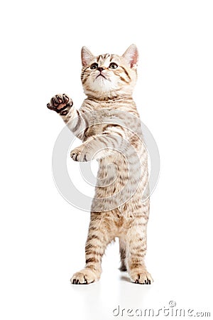 Funny playful cat kitten on white background Stock Photo