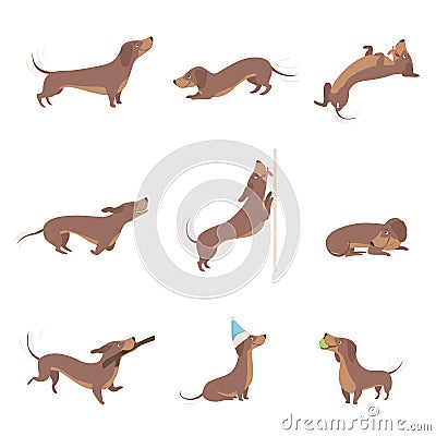 Funny playful purebred brown dachshund dog activities set vector Illustrations on a white background Vector Illustration