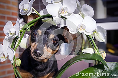 Funny playing small pinscher dog looking through orchid flowers outside in the garden Stock Photo