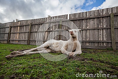 Funny portrait of albino kangaroo Stock Photo