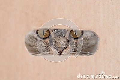 Funny portrait of a cat in a box Stock Photo