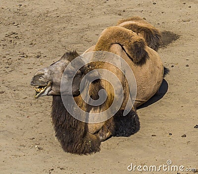 Funny portrait close up of a camel smiling with two humps on his back Stock Photo