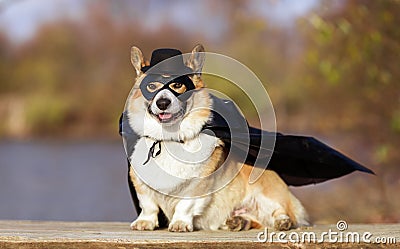 portrait of a corgi dog in a superhero carnival costume in a black mask and raincoat sitting and smiling Stock Photo