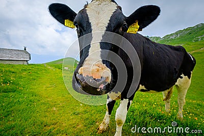 Funny portrait of a cow muzzle close-up on an alpine meadow Editorial Stock Photo