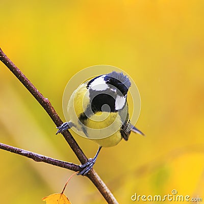 Funny portrait of cute birds Tits on the background of bright ye Stock Photo