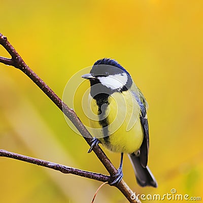 Funny portrait of cute birds Tits on the background of bright ye Stock Photo