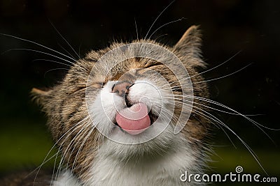 Funny cat sticking out tongue Stock Photo