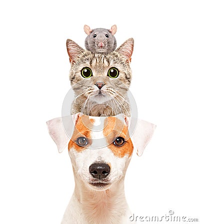 Funny portrait of cute pets Stock Photo