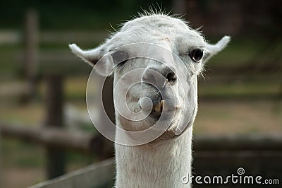 funny portrait of lama in a farm Stock Photo