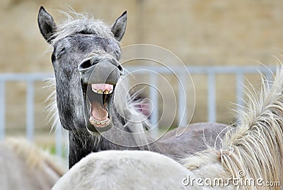 Funny portrait of a laughing horse. Stock Photo