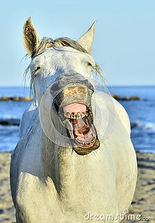 Funny portrait of a laughing horse. Stock Photo