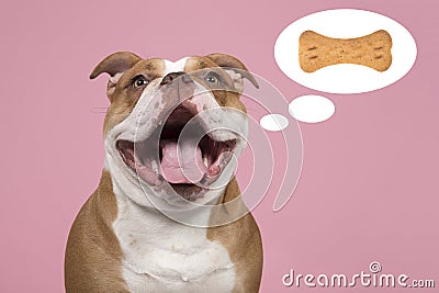 Funny portrait of an old english bulldog with its mouth open thinking of a bone shaped cookie in a thought cartoon balloon on a Stock Photo