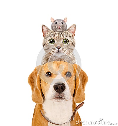 Funny portrait of pets Stock Photo