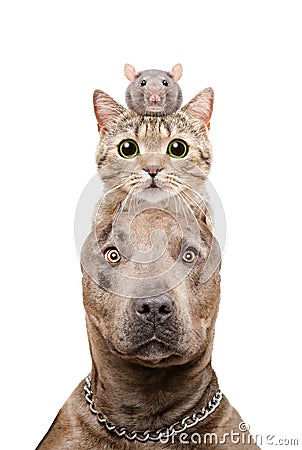 Funny portrait of a pit bull dog, cat and rat Stock Photo