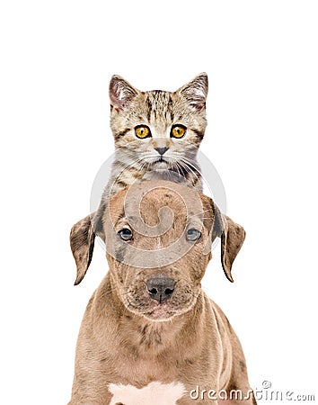 Funny portrait of a pit bull puppy and kitten Scottish Straight Stock Photo