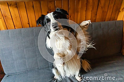 Funny portrait of puppy dog border collie waving paw sitting on couch. Cute pet dog resting on sofa at home indoor Stock Photo