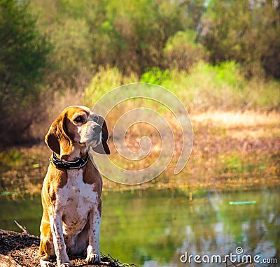 Funny portrait of pure breed beagle dog seated at trunk lakeside. Big ears listening or hear concept. Beagle close up face smiling Stock Photo