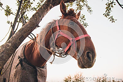 Funny portrait of a red horse beside the tree Stock Photo