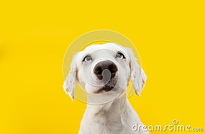 Funny portrait serious dog. Isolated on yellow backgorund Stock Photo